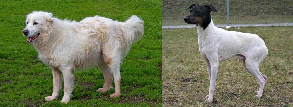 Japanese Terrier vs Abruzzenhund - Breed Comparison