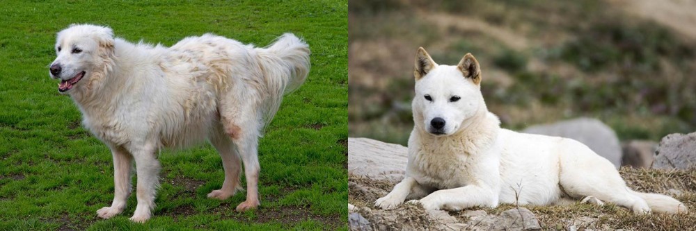 Jindo vs Abruzzenhund - Breed Comparison