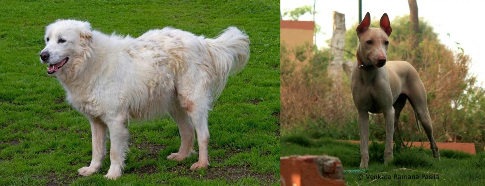Jonangi vs Abruzzenhund - Breed Comparison