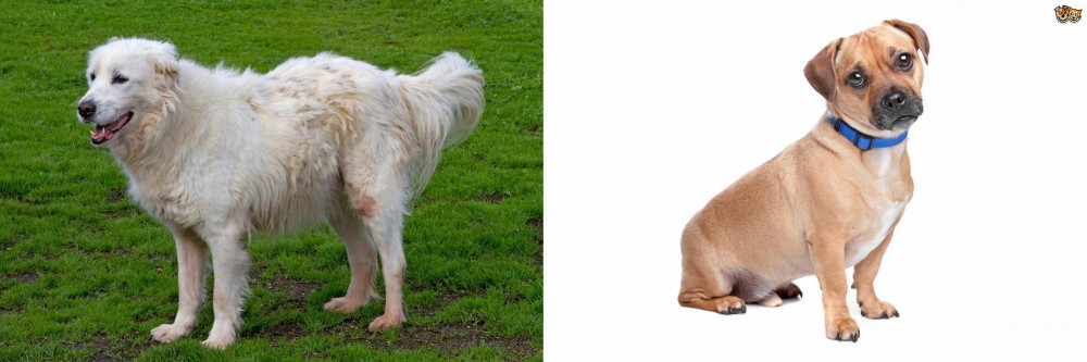 Jug vs Abruzzenhund - Breed Comparison