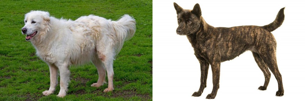 Kai Ken vs Abruzzenhund - Breed Comparison