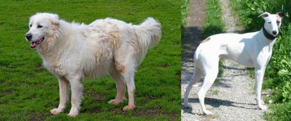 Kaikadi vs Abruzzenhund - Breed Comparison