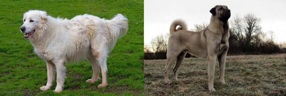 Kangal Dog vs Abruzzenhund - Breed Comparison