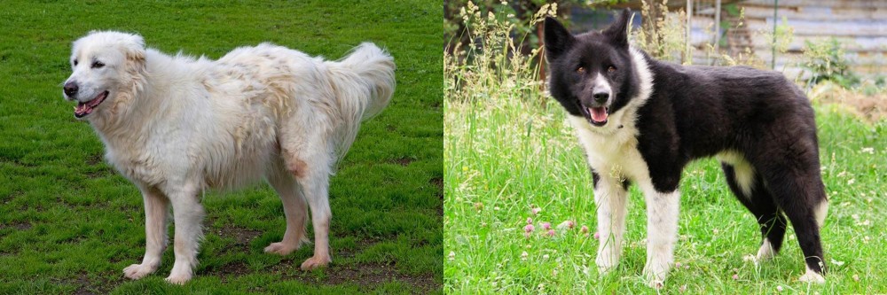Karelian Bear Dog vs Abruzzenhund - Breed Comparison