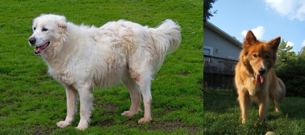 Karelo-Finnish Laika vs Abruzzenhund - Breed Comparison