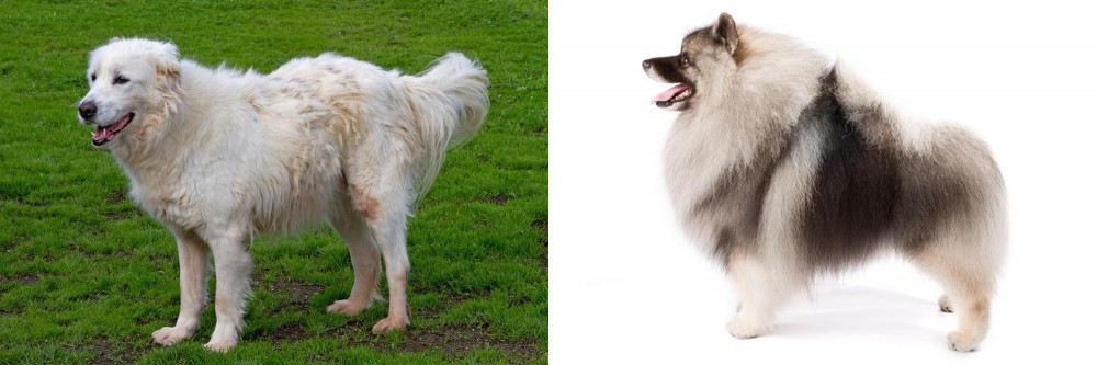 Keeshond vs Abruzzenhund - Breed Comparison
