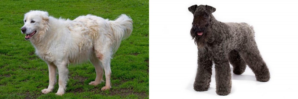 Kerry Blue Terrier vs Abruzzenhund - Breed Comparison