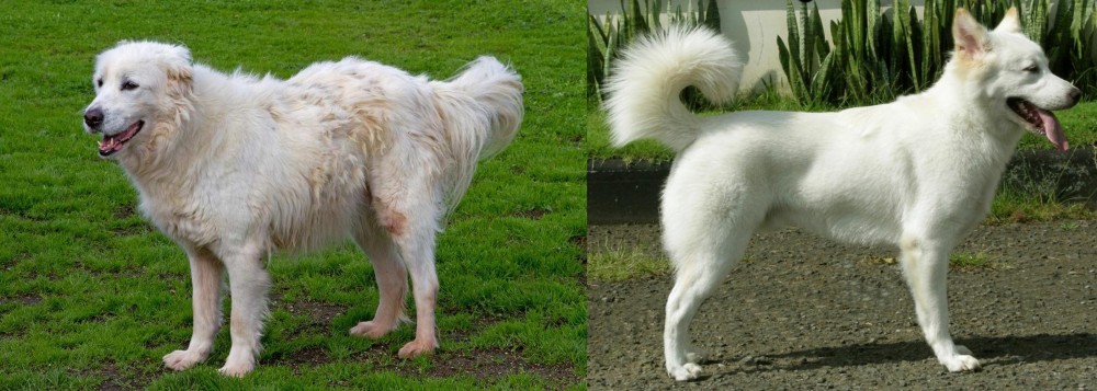 Kintamani vs Abruzzenhund - Breed Comparison