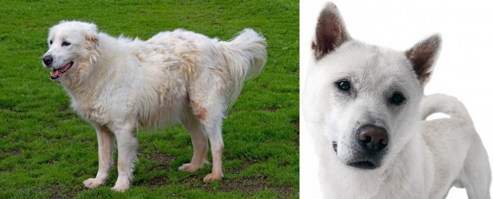 Kishu vs Abruzzenhund - Breed Comparison