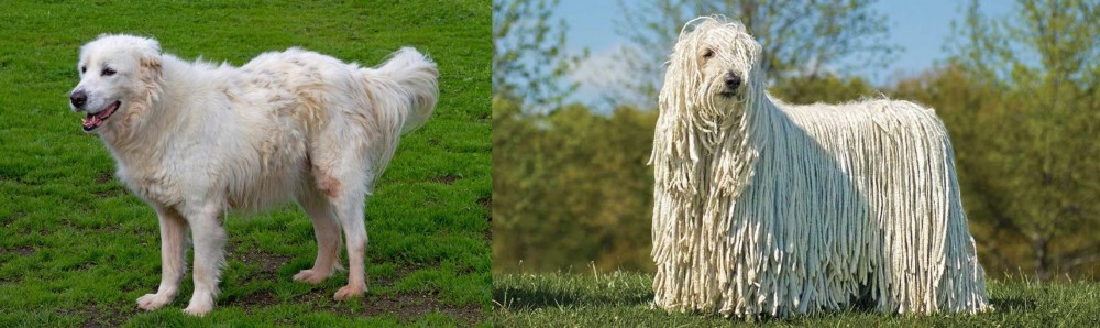 Komondor vs Abruzzenhund - Breed Comparison
