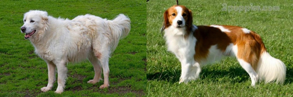 Kooikerhondje vs Abruzzenhund - Breed Comparison