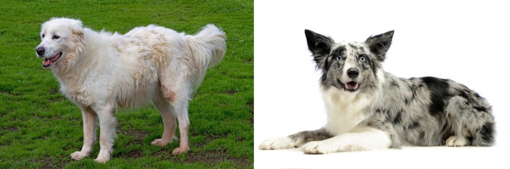 Koolie vs Abruzzenhund - Breed Comparison