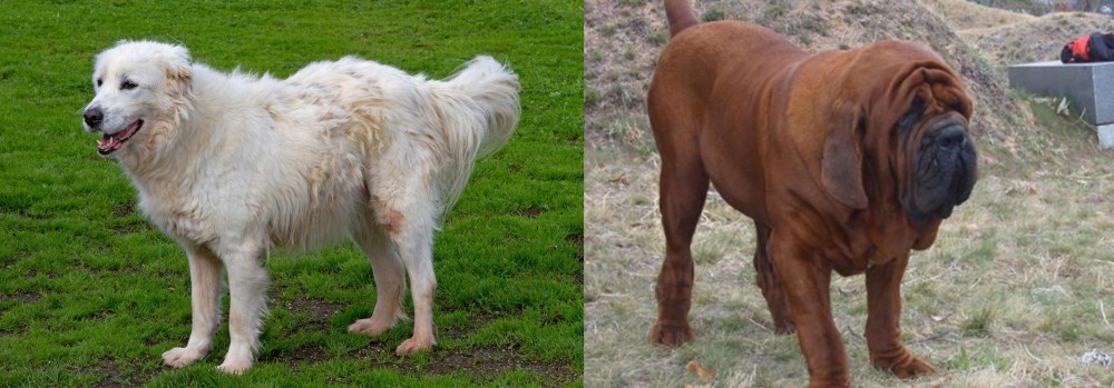 Korean Mastiff vs Abruzzenhund - Breed Comparison