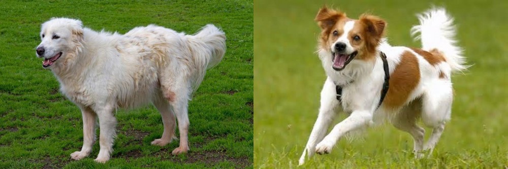 Kromfohrlander vs Abruzzenhund - Breed Comparison