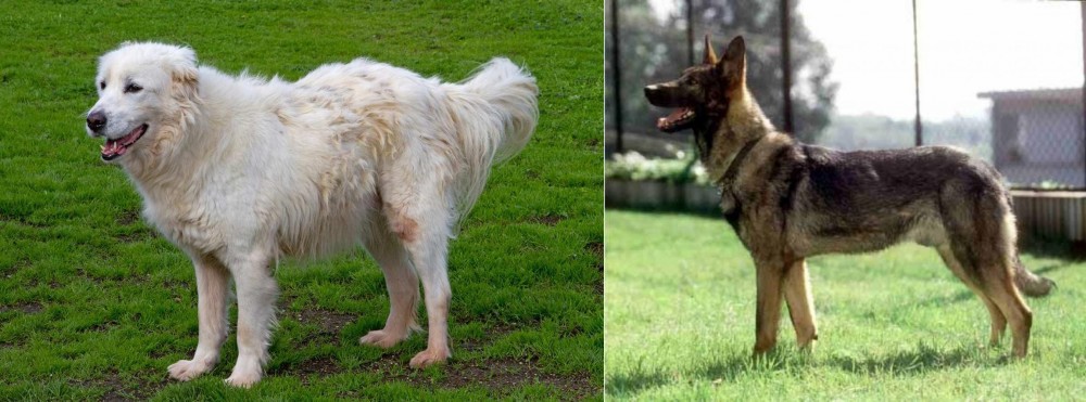 Kunming Dog vs Abruzzenhund - Breed Comparison