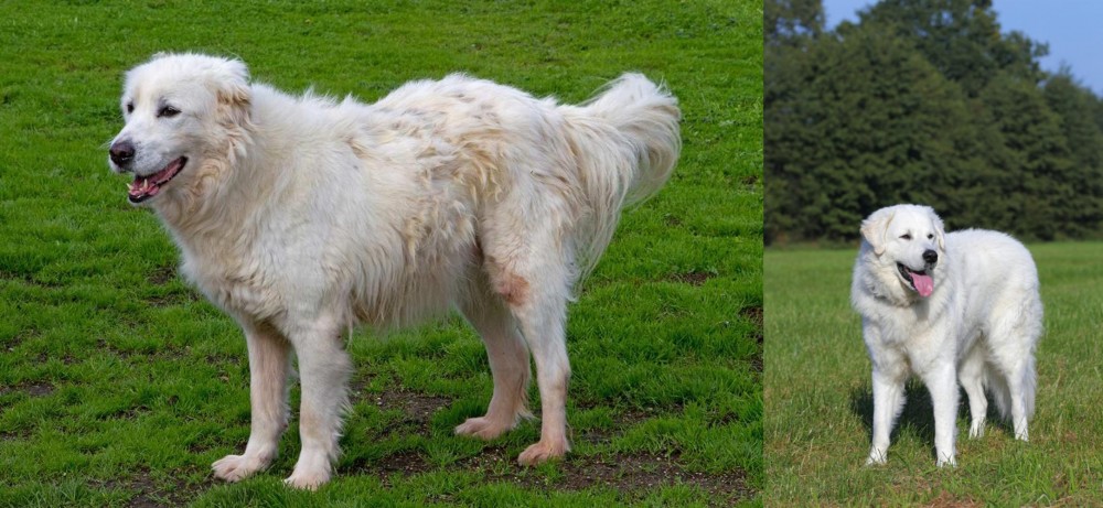 Kuvasz vs Abruzzenhund - Breed Comparison