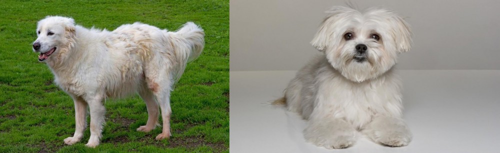 Kyi-Leo vs Abruzzenhund - Breed Comparison