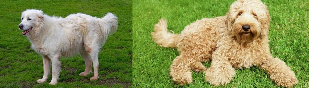 Labradoodle vs Abruzzenhund - Breed Comparison