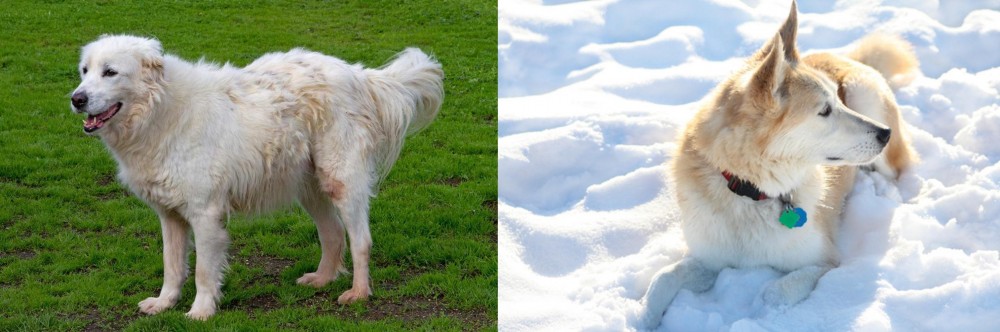Labrador Husky vs Abruzzenhund - Breed Comparison