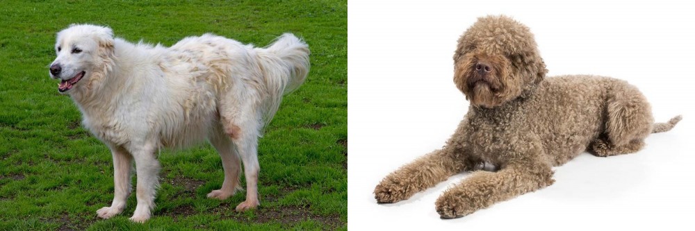Lagotto Romagnolo vs Abruzzenhund - Breed Comparison