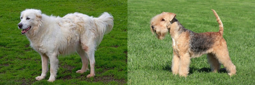 Lakeland Terrier vs Abruzzenhund - Breed Comparison