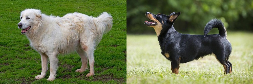 Lancashire Heeler vs Abruzzenhund - Breed Comparison