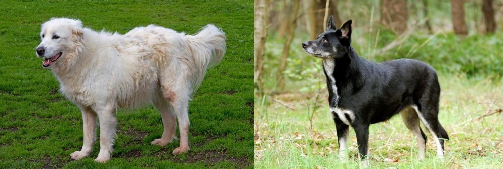 Lapponian Herder vs Abruzzenhund - Breed Comparison