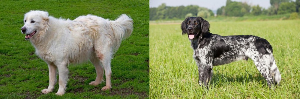 Large Munsterlander vs Abruzzenhund - Breed Comparison