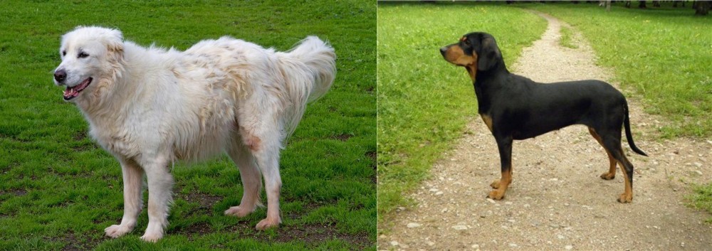 Latvian Hound vs Abruzzenhund - Breed Comparison