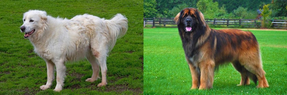 Leonberger vs Abruzzenhund - Breed Comparison