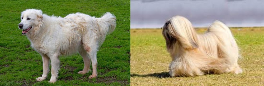 Lhasa Apso vs Abruzzenhund - Breed Comparison