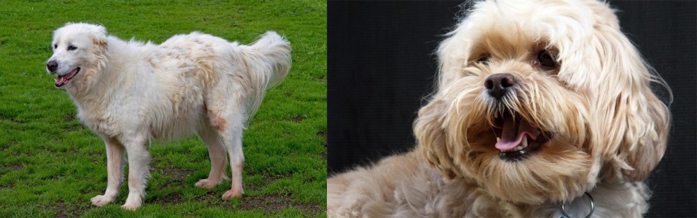 Lhasapoo vs Abruzzenhund - Breed Comparison