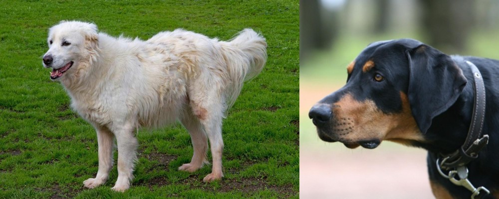 Lithuanian Hound vs Abruzzenhund - Breed Comparison