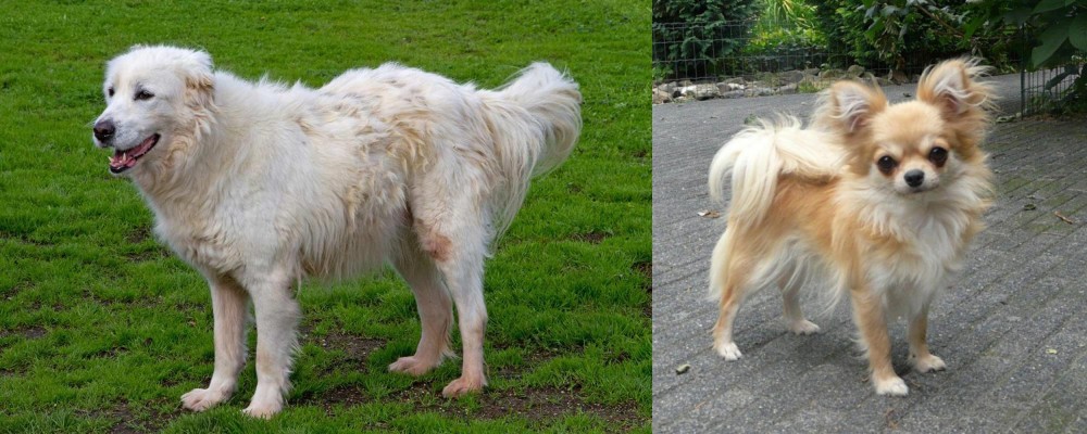 Long Haired Chihuahua vs Abruzzenhund - Breed Comparison
