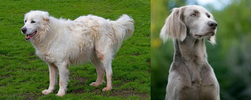 Longhaired Weimaraner vs Abruzzenhund - Breed Comparison