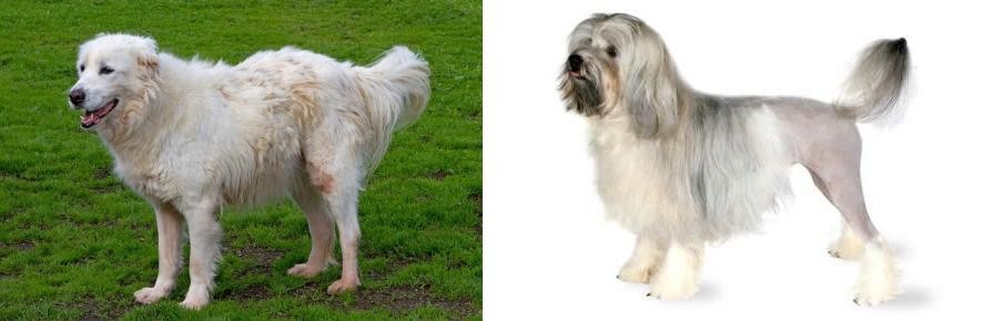 Lowchen vs Abruzzenhund - Breed Comparison
