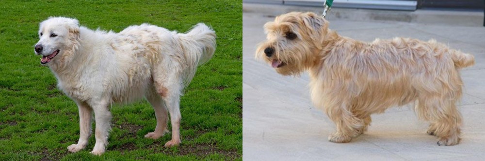 Lucas Terrier vs Abruzzenhund - Breed Comparison