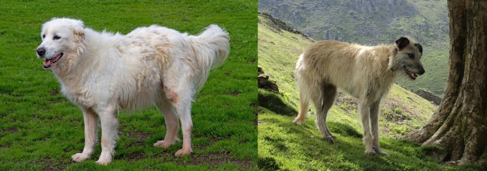 Lurcher vs Abruzzenhund - Breed Comparison
