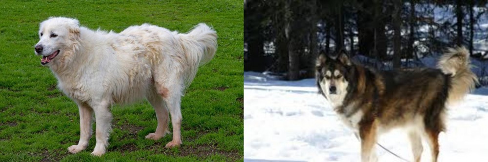 Mackenzie River Husky vs Abruzzenhund - Breed Comparison