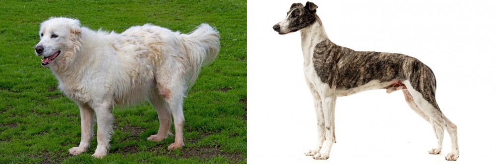 Magyar Agar vs Abruzzenhund - Breed Comparison