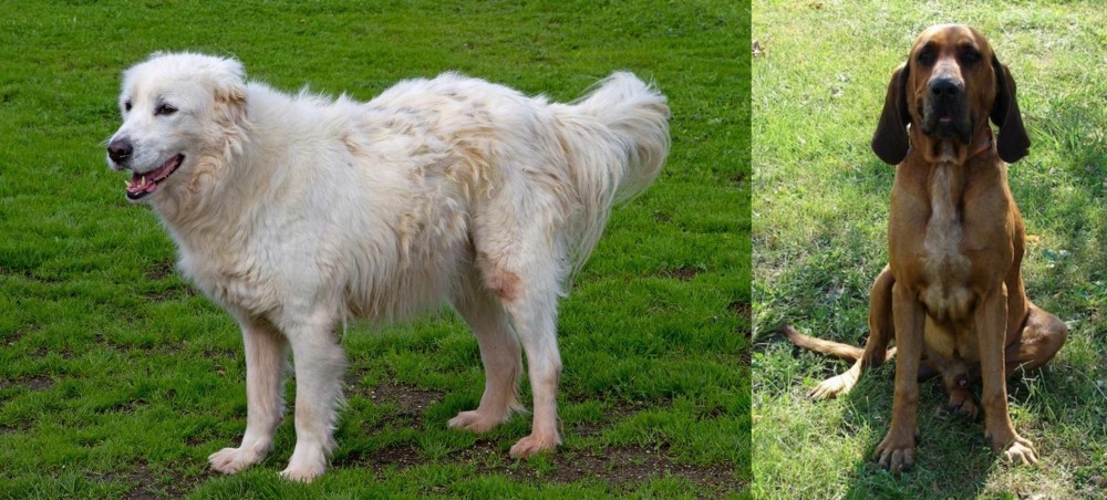 Majestic Tree Hound vs Abruzzenhund - Breed Comparison