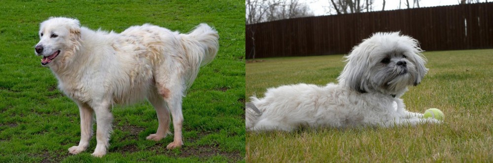 Mal-Shi vs Abruzzenhund - Breed Comparison
