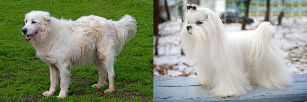 Maltese vs Abruzzenhund - Breed Comparison