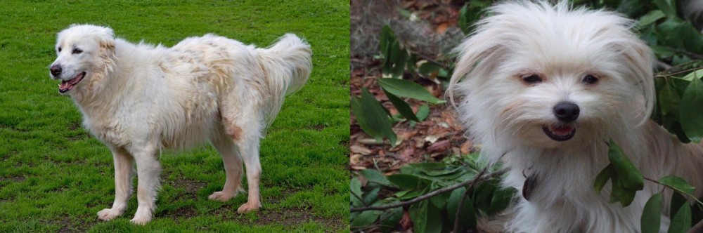 Malti-Pom vs Abruzzenhund - Breed Comparison