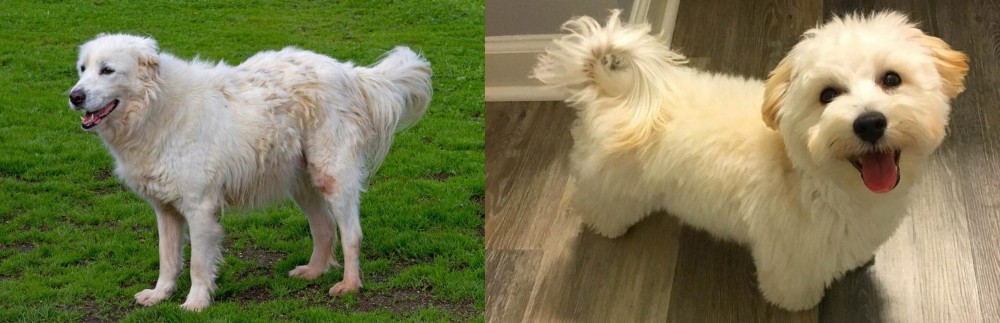 Maltipoo vs Abruzzenhund - Breed Comparison