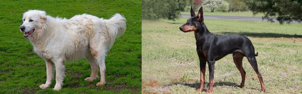 Manchester Terrier vs Abruzzenhund - Breed Comparison