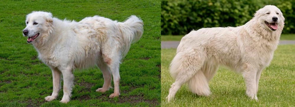Maremma Sheepdog vs Abruzzenhund - Breed Comparison