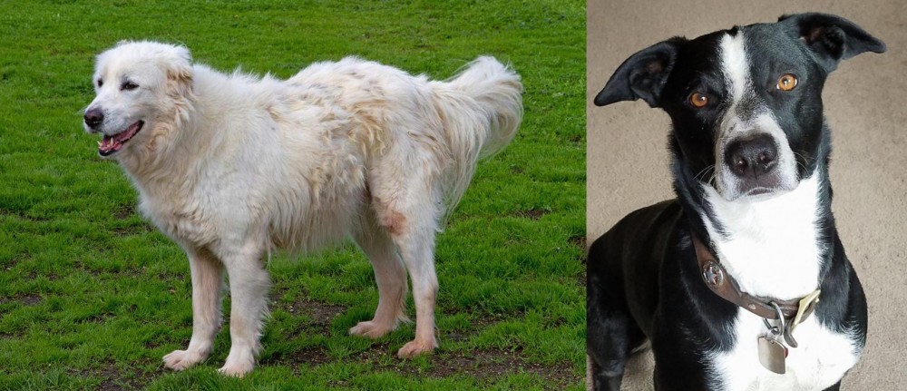 McNab vs Abruzzenhund - Breed Comparison