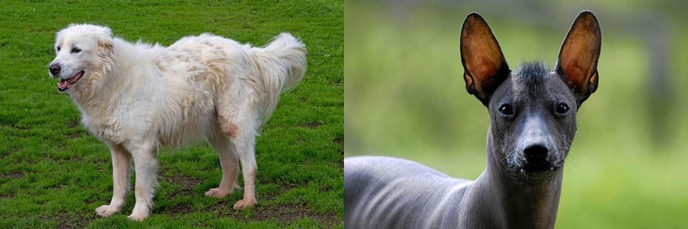 Mexican Hairless vs Abruzzenhund - Breed Comparison