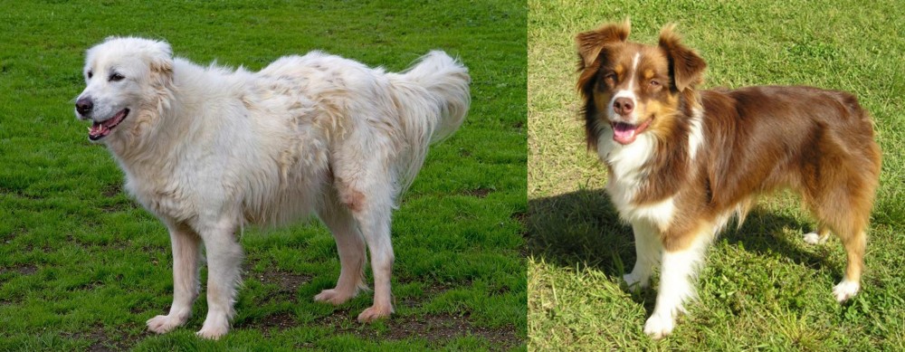 Miniature Australian Shepherd vs Abruzzenhund - Breed Comparison